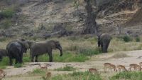 Südafrika - Kruger Nationalpark - Elefanten und Impalas