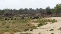 Südafrika - Kruger Nationalpark - Elefanten-Herde