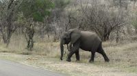 Südafrika - Kruger Nationalpark - Elefanten-Kind