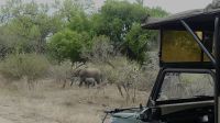 Südafrika - Kruger Nationalpark - Elefanten-Mama mit Winzling