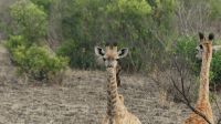 Südafrika - Kruger Nationalpark - Giraffen Kids