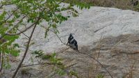 Südafrika - Kruger Nationalpark - Graufischer
