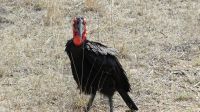 Südafrika - Kruger Nationalpark - Hornrabe