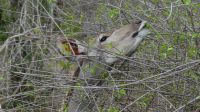 Südafrika - Kruger Nationalpark - Kudu