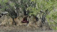 Südafrika - Kruger Nationalpark - Löwen Vesper