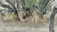 Südafrika - Kruger Nationalpark - Löwen Vesper