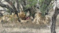 Südafrika - Kruger Nationalpark - Löwen Vesper