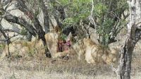 Südafrika - Kruger Nationalpark - Löwen Vesper