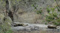 Südafrika - Kruger Nationalpark - Langschläfer