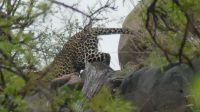Südafrika - Kruger Nationalpark - Leopard