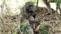 Südafrika - Kruger Nationalpark - Paviane