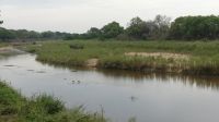 Südafrika - Kruger Nationalpark - Pirschfahrt