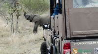 Südafrika - Kruger Nationalpark - Rüsselstretching