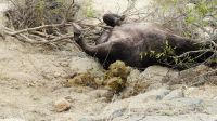 Südafrika - Kruger Nationalpark - Reste vom Löwen Frühstück