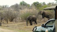 Südafrika - Kruger Nationalpark - Reste vom Löwen Frühstück