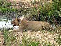 Südafrika - Kruger Nationalpark - Siesta nach Festschmaus