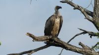 Südafrika - Kruger Nationalpark - Weissrückengeier