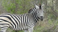 Südafrika - Kruger Nationalpark - Zebra