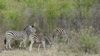 Südafrika - Kruger Nationalpark - Zebras