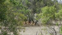 Südafrika - Kruger Nationalpark - noch mal Löwen