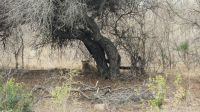Südafrika - Kruger Nationalpark - satte Löwin