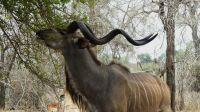 Südafrika - Kruger Nationalpark - staatlicher Kudu Bock