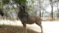 Südafrika - Kruger Nationalpark - staatlicher Kudu Bock