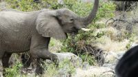 Südafrika - Kruger Nationalpark - und wieder Elefanten