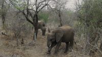 Südafrika - Kruger Nationalpark - und wieder Elefanten