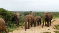 Südafrika - Pirschfahrt im Addo Elephant Park - Elefanten, Elefanten, Elefanten