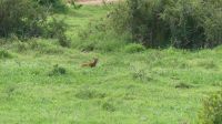 Südafrika - Pirschfahrt im Addo Elephant Park - Manguste