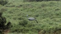 Südafrika - Pirschfahrt im Addo Elephant Park - Paradieskranich (Blue Crane)