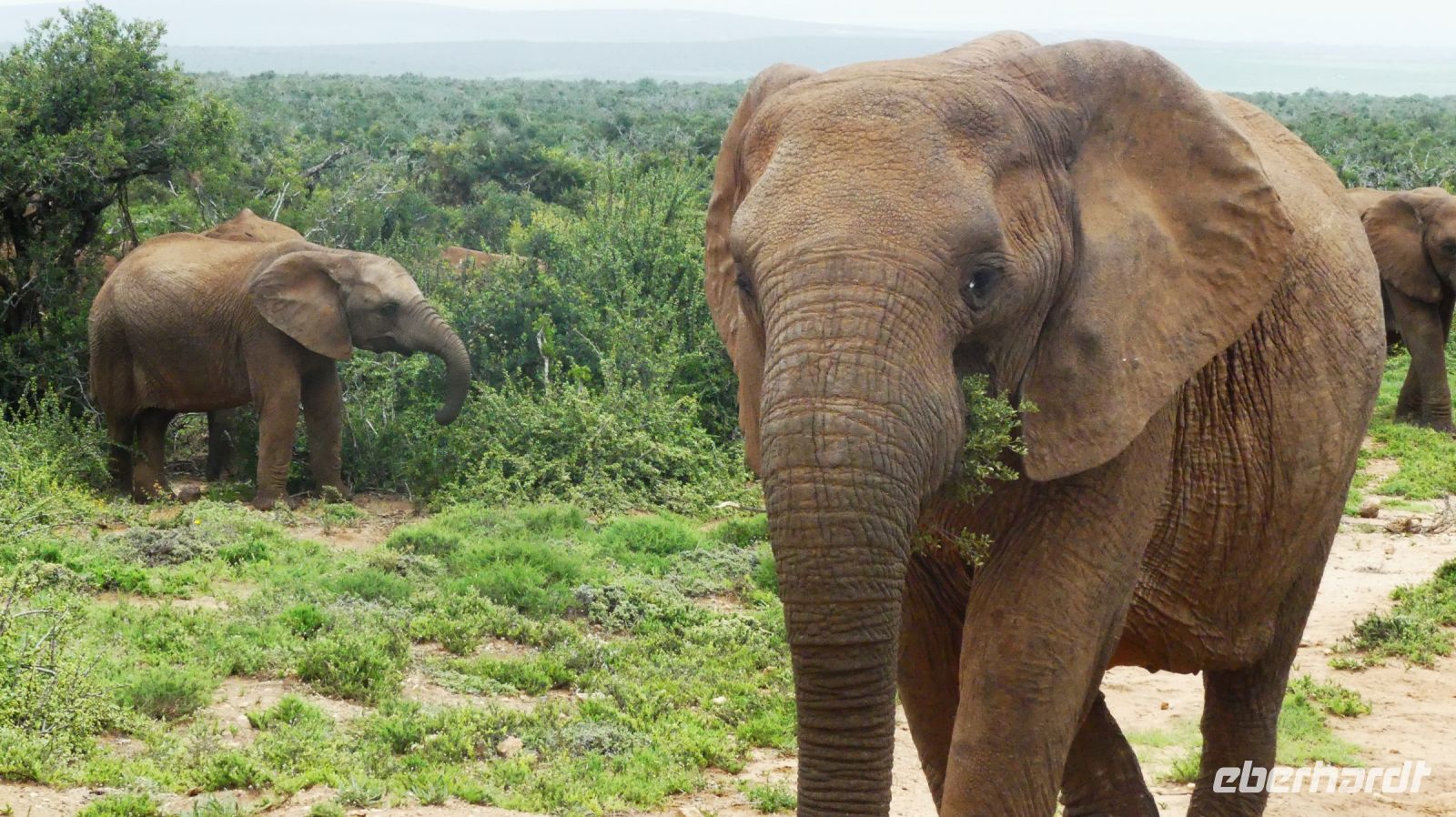 Südafrika - Pirschfahrt im Addo Elephant Park