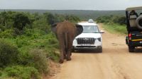 Südafrika - Pirschfahrt im Addo Elephant Park