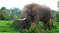 Südafrika - Pirschfahrt im Addo Elephant Park