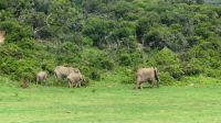 Südafrika - Pirschfahrt im Addo Elephant Park