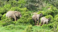 Südafrika - Pirschfahrt im Addo Elephant Park
