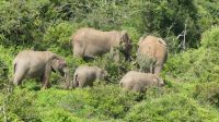 Südafrika - Pirschfahrt im Addo Elephant Park