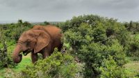 Südafrika - Pirschfahrt im Addo Elephant Park