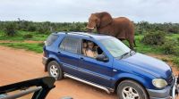 Südafrika - Pirschfahrt im Addo Elephant Park