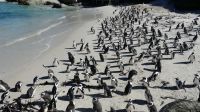 Südafrika - Simon`s Town - Boulders Beach