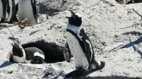 Südafrika - Simon`s Town - Boulders Beach