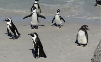 Südafrika - Simon`s Town - Boulders Beach