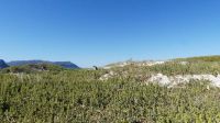 Südafrika - Simon`s Town - Boulders Beach