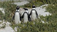 Südafrika - Simon`s Town - Boulders Beach