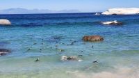 Südafrika - Simon`s Town - Boulders Beach