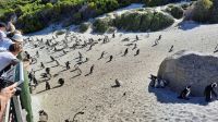 Südafrika - Simon`s Town - Boulders Beach