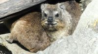 Südafrika - Tsitsikamma Nationalpark - Klippschliefer