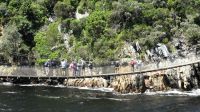 Südafrika - Tsitsikamma Nationalpark - Wer schaukelt da?
