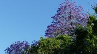 Südafrika - blühnde Jacaranda Bäume